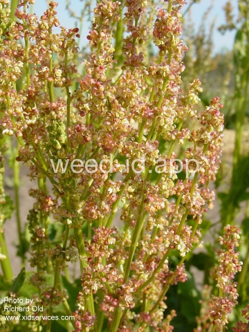 sorrel
